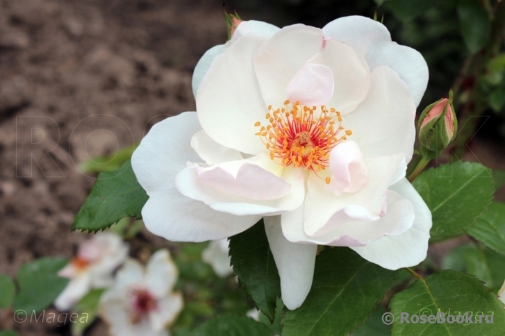 Jacqueline du Pre 