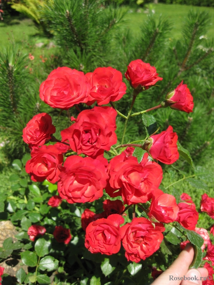 Scarlet Meillandecor 