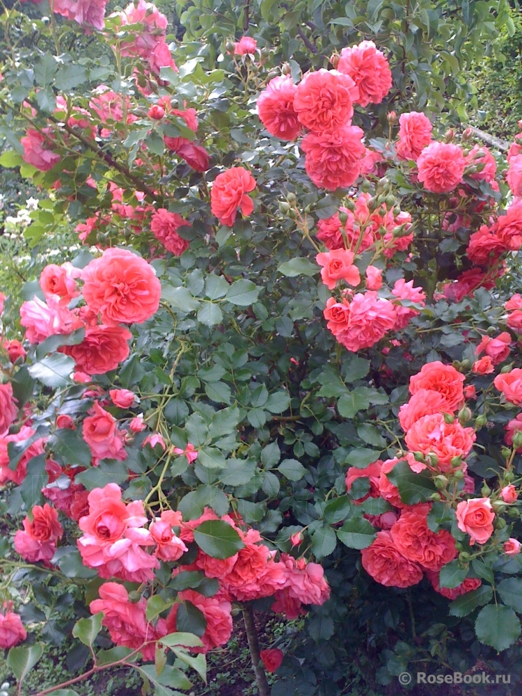 Rosarium Uetersen