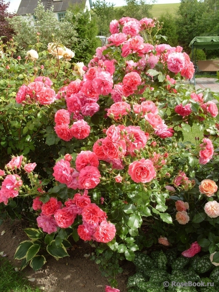 Rosarium Uetersen
