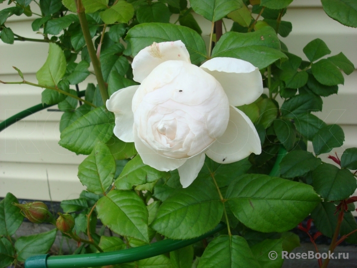 Uetersener Klosterrose