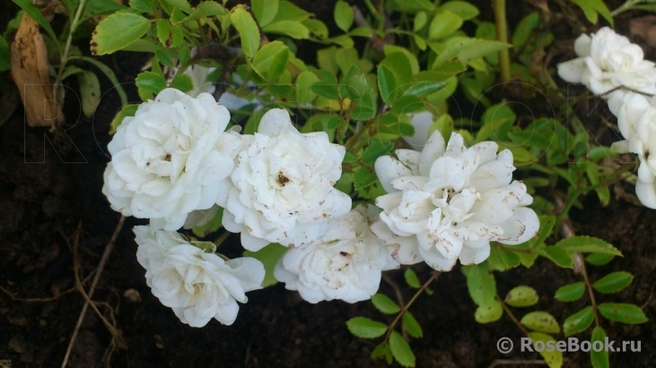 White Fairy