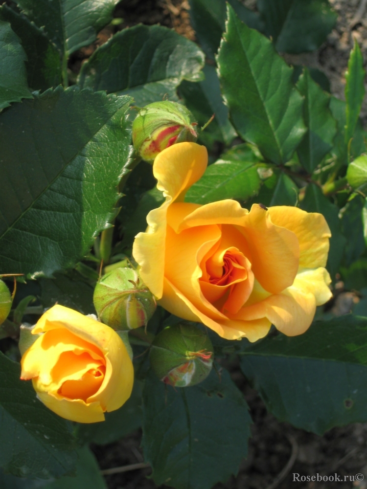 Goldelse