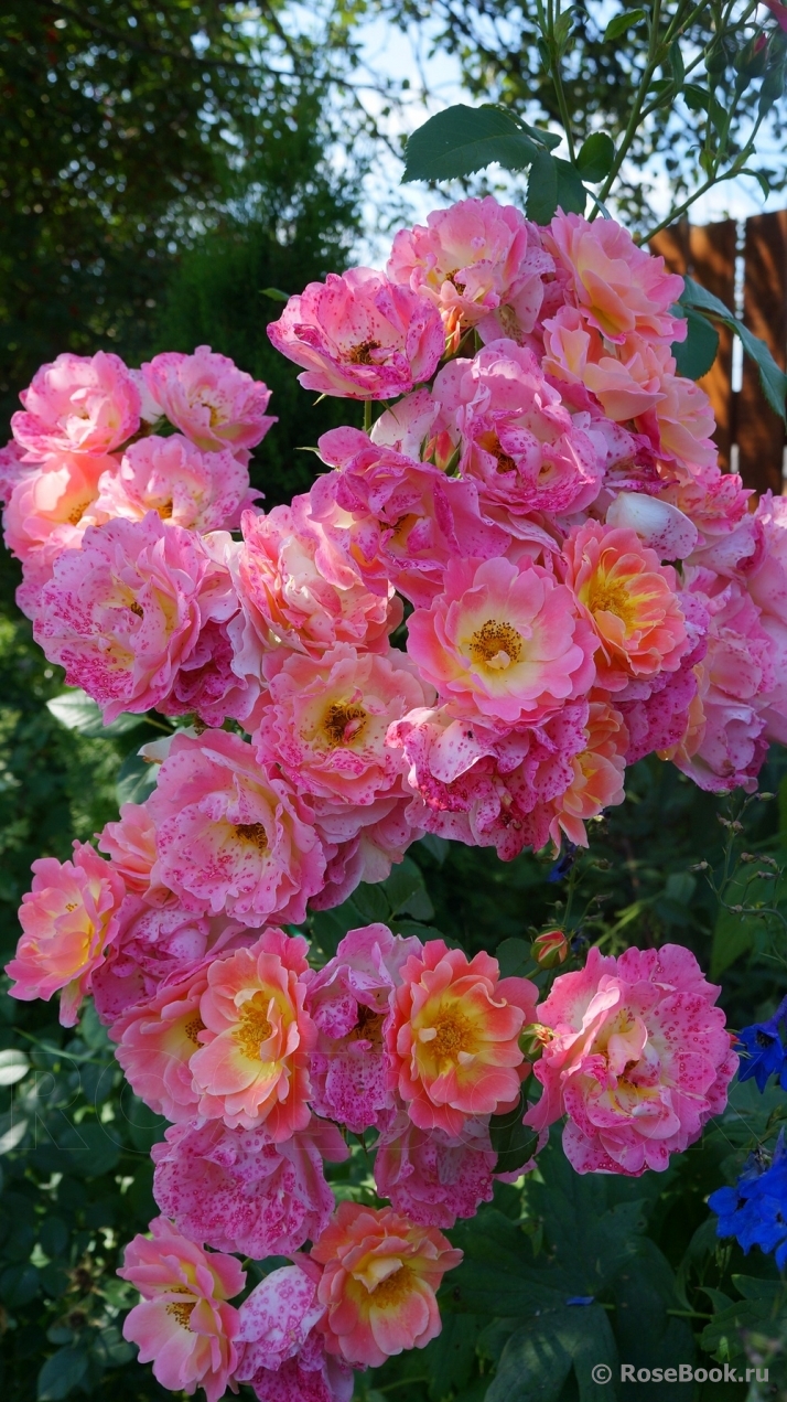 Herzogin Friederike 