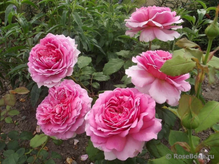 Princess Alexandra of Kent 