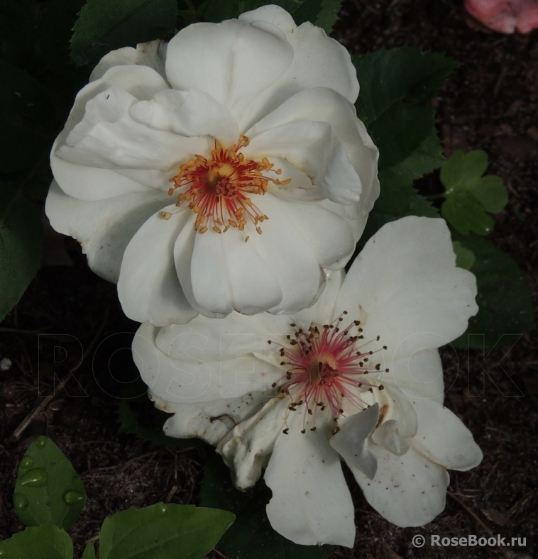 Jacqueline du Pre 