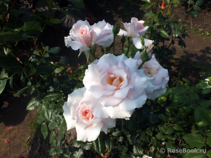 A Whiter Shade Of Pale