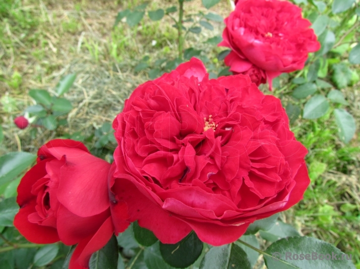 Florentina -