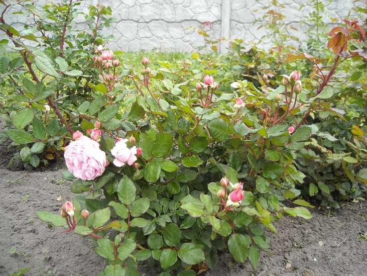 Rosengräfin Marie Henriette