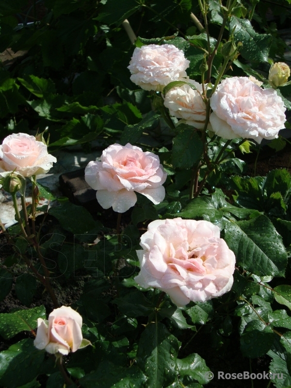 Johann Strauss 
