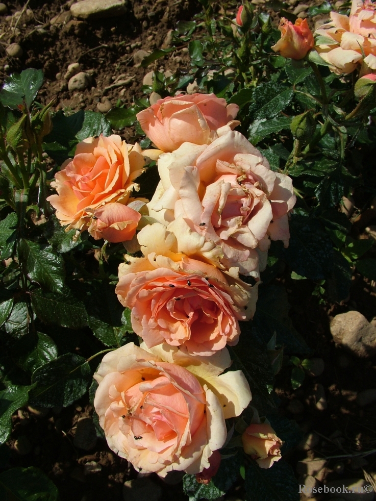 Fragrant Apricot