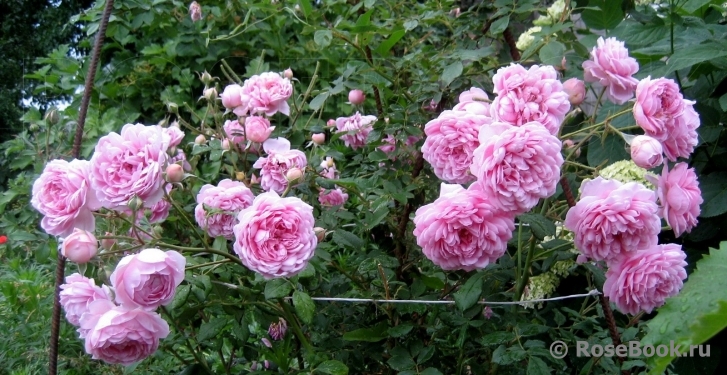 Alan Titchmarsh