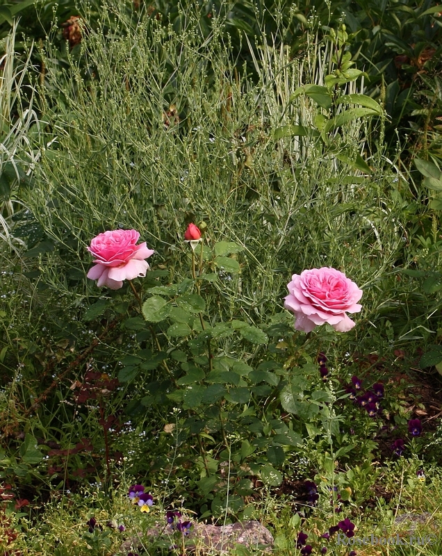 Princess Alexandra of Kent 
