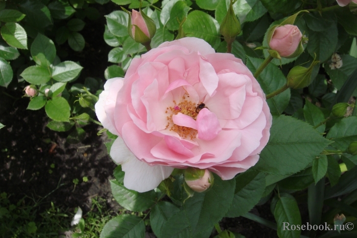Bernd Weigel Rose