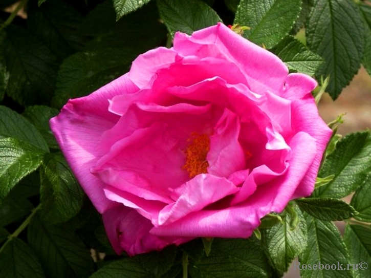 Rosa Zwerg 