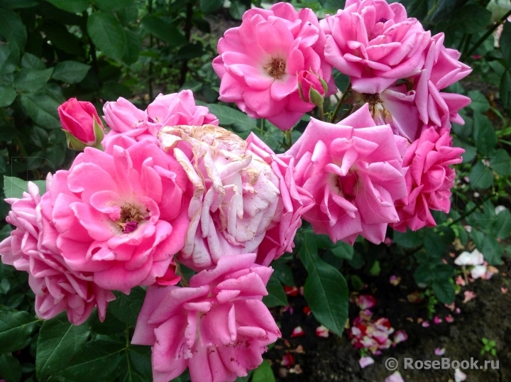 Magenta Diadem