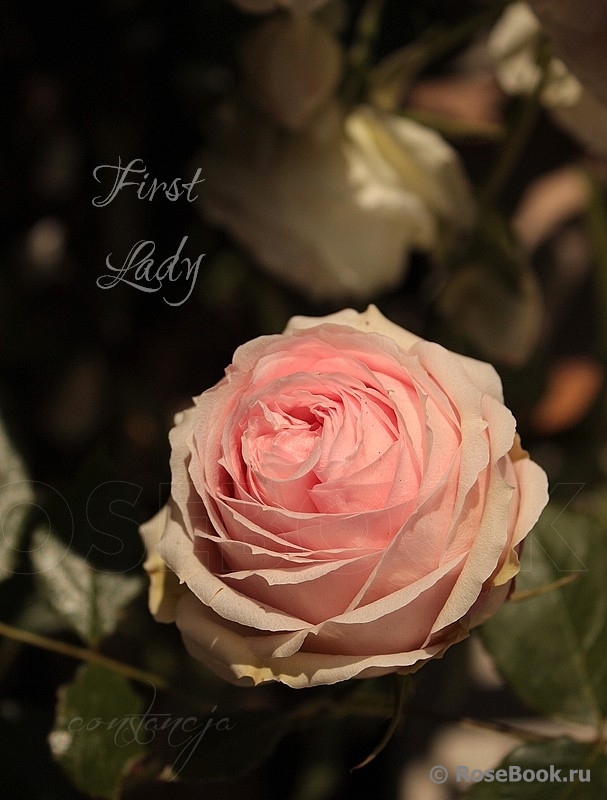 First Lady