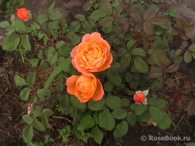 Lady Emma Hamilton