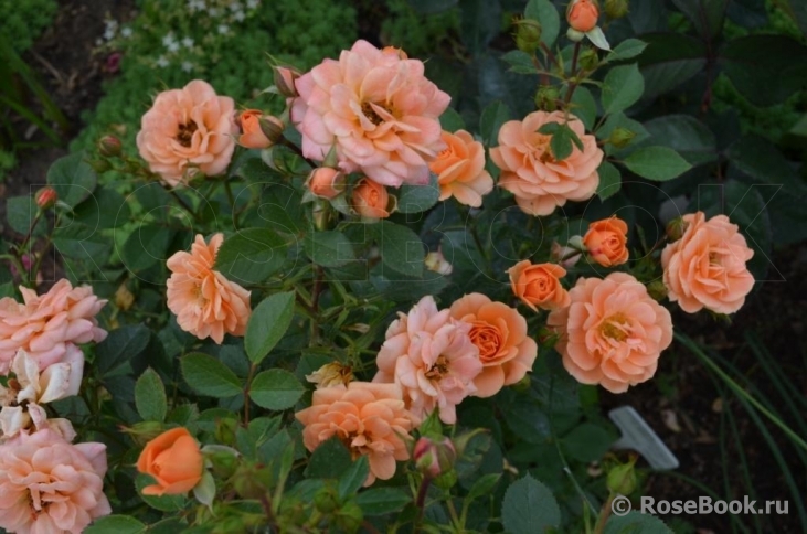 Apricot Clementine 