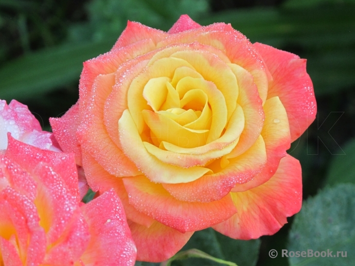 Gartenspass ®