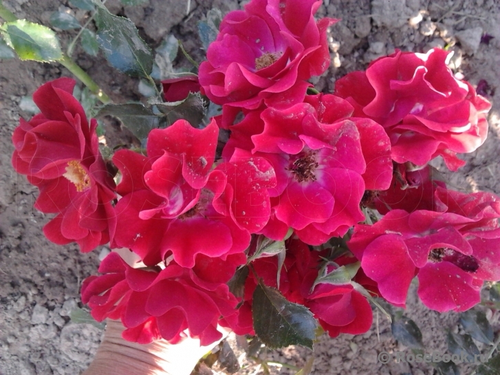 Matador