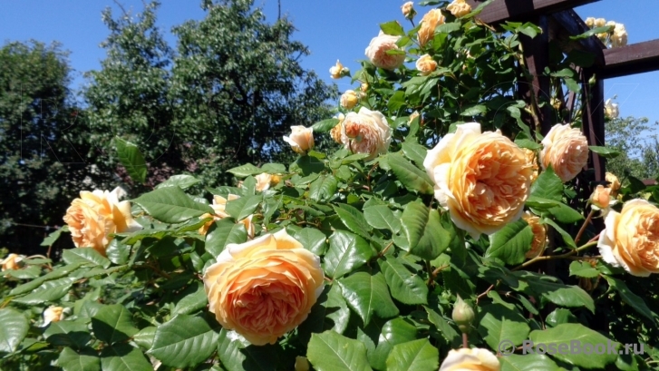 Crown Princess Margareta®
