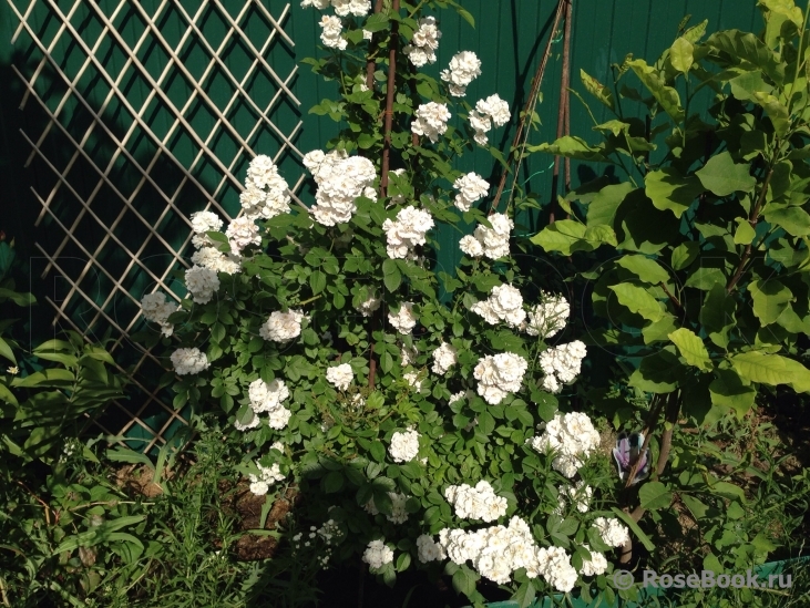 Perennial Blush