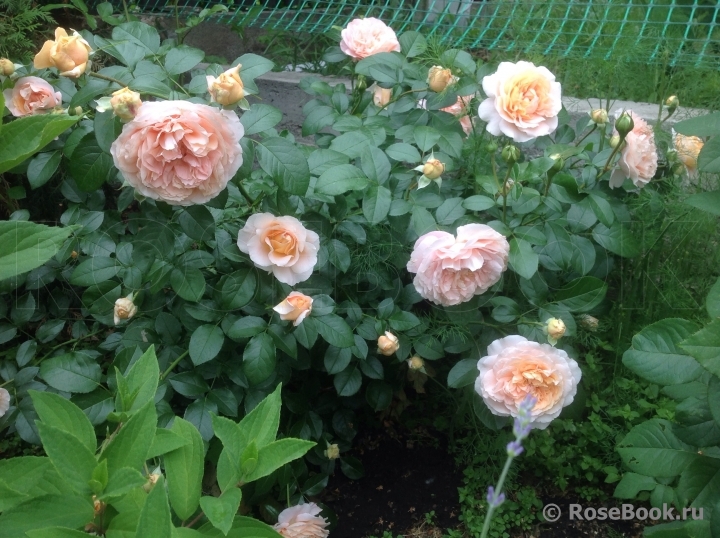 Sangerhauser Jubilaumsrose