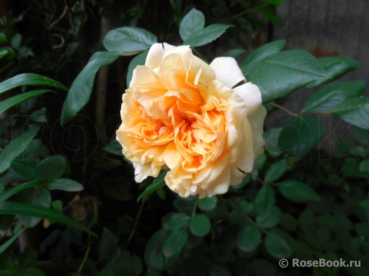 Apricot Sky ®