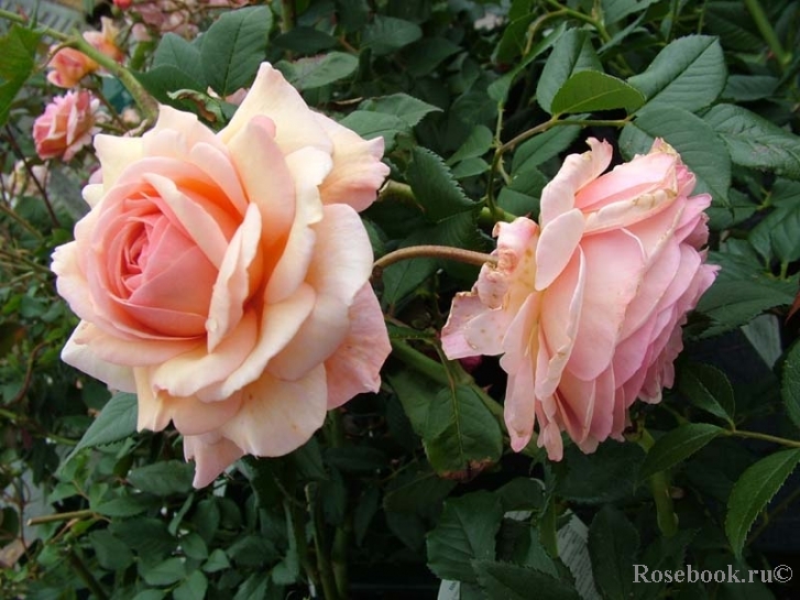 A Shropshire Lad