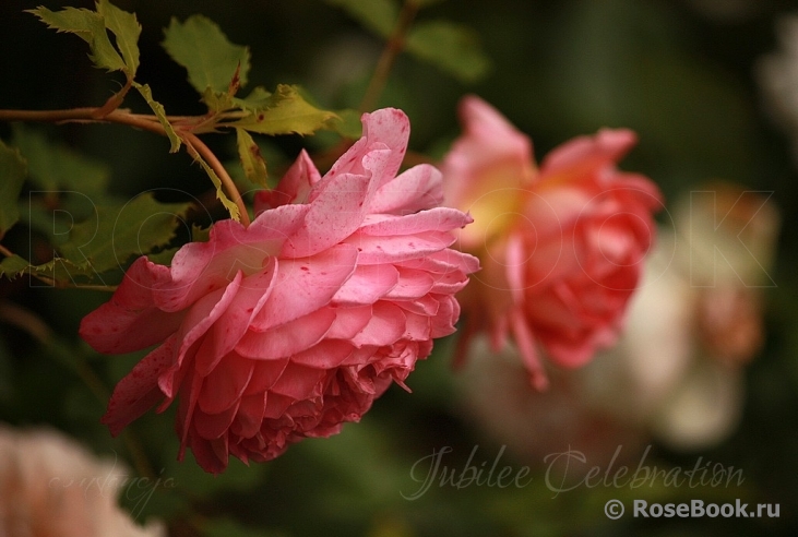 Jubilee Celebration®