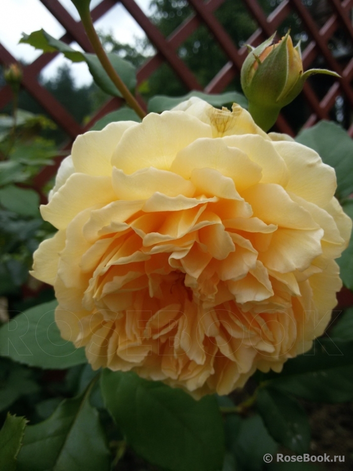 Crown Princess Margareta®