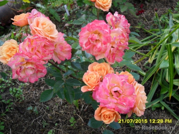 Apricot Clementine 