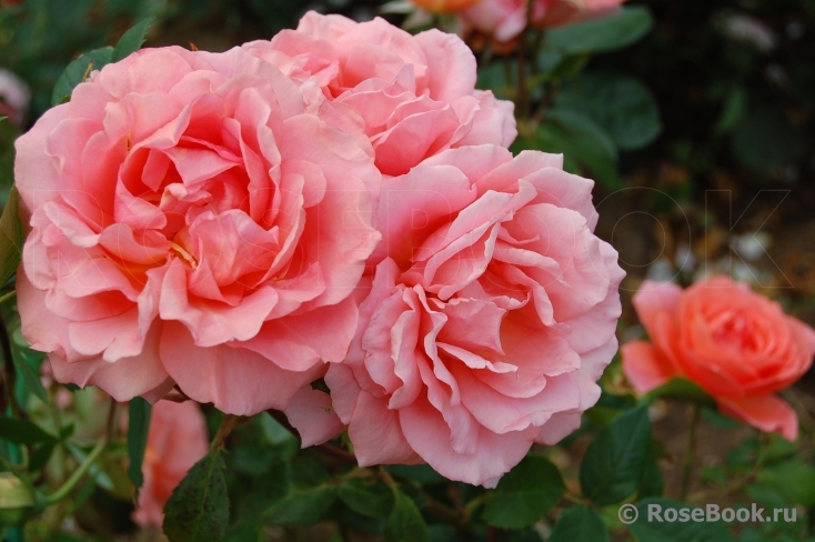 Sweet Fragrance