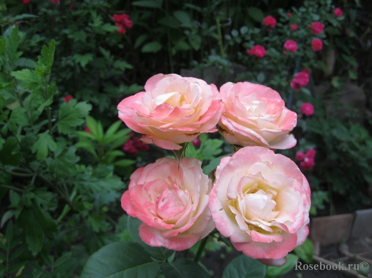 Belle Perle