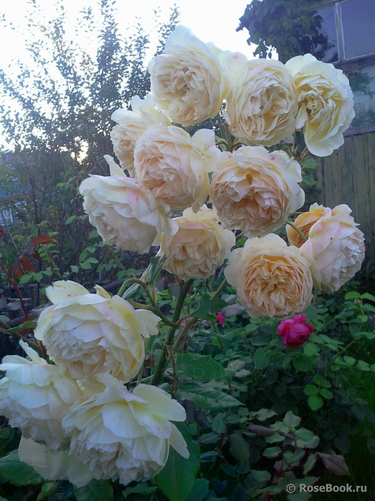 Crown Princess Margareta®