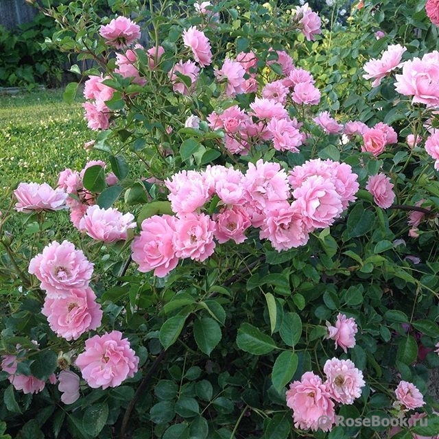 Sommerwind