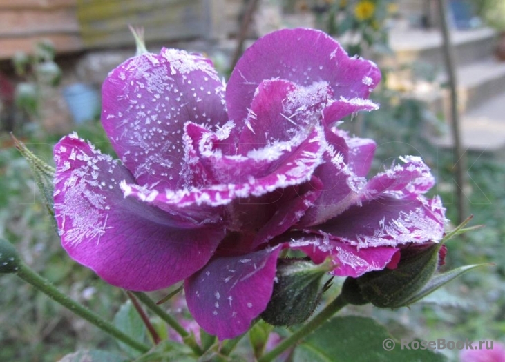 Rhapsody in Blue 