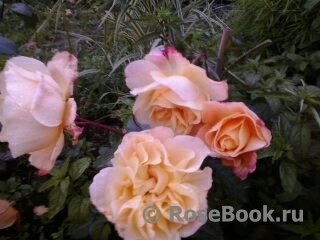 Westerland