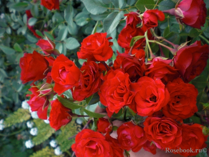 Scarlet Meillandecor 