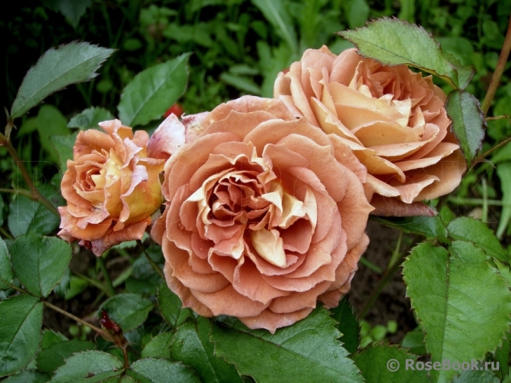 Iris Webb