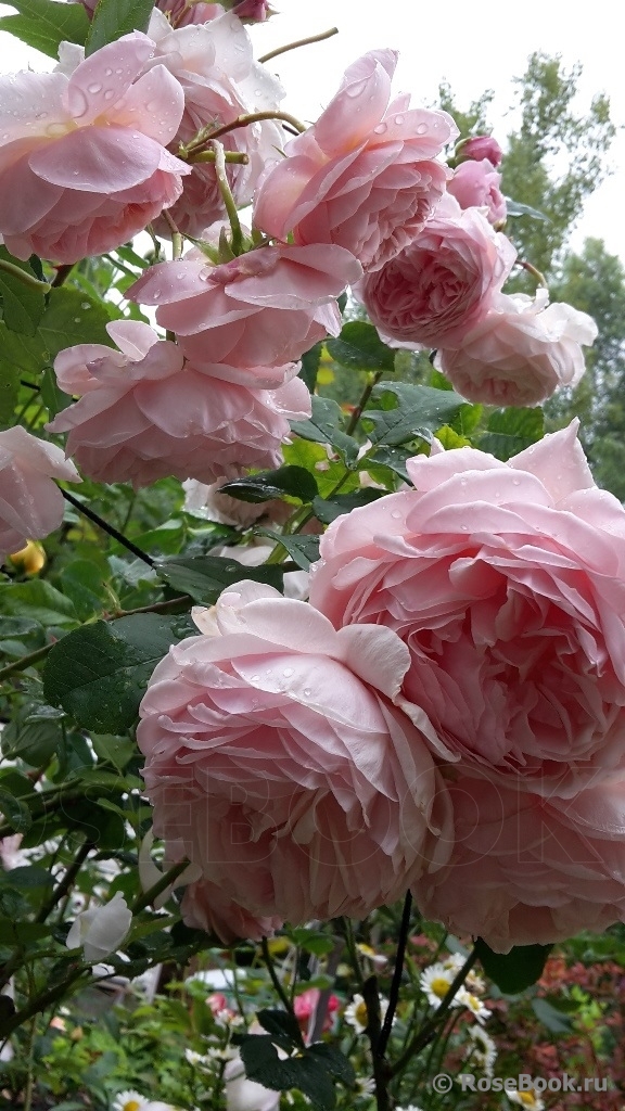 A Shropshire Lad