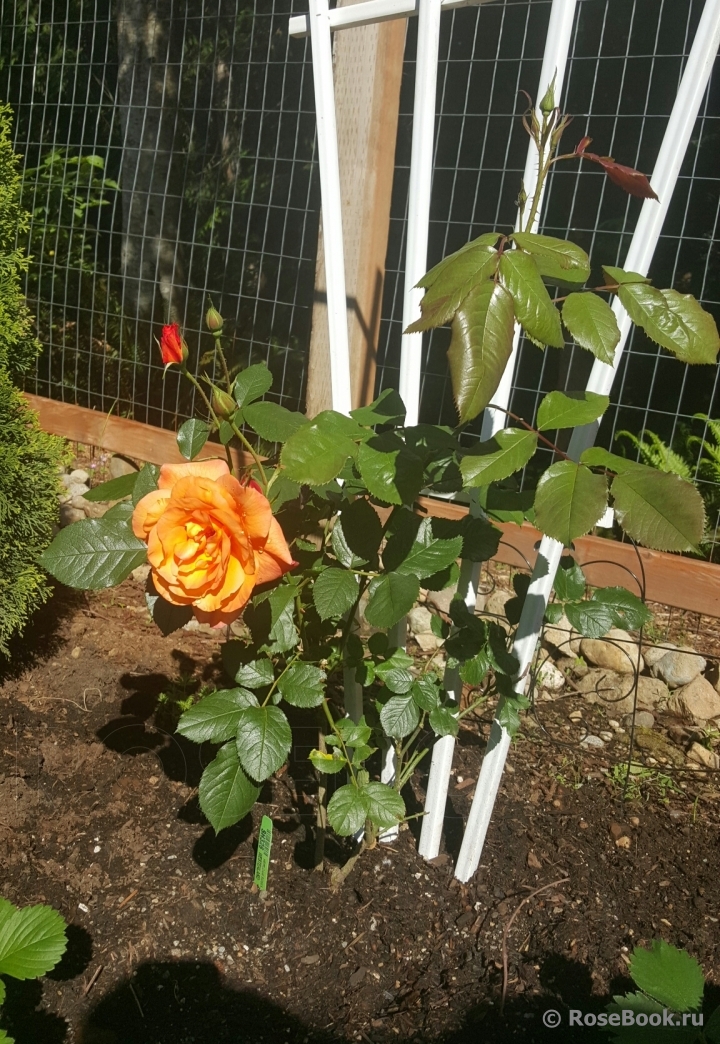 Westerland