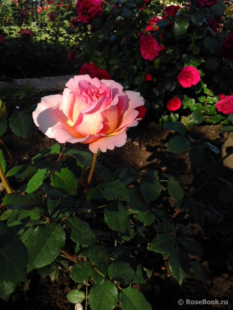 Abraham Darby