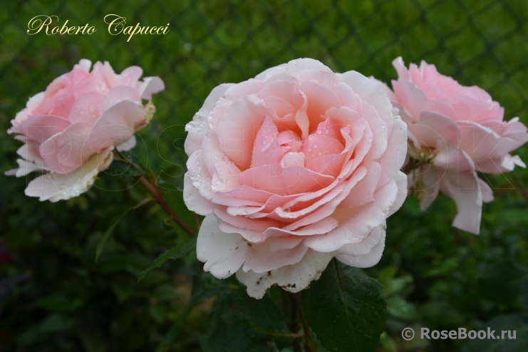 Roberto Capucci ®