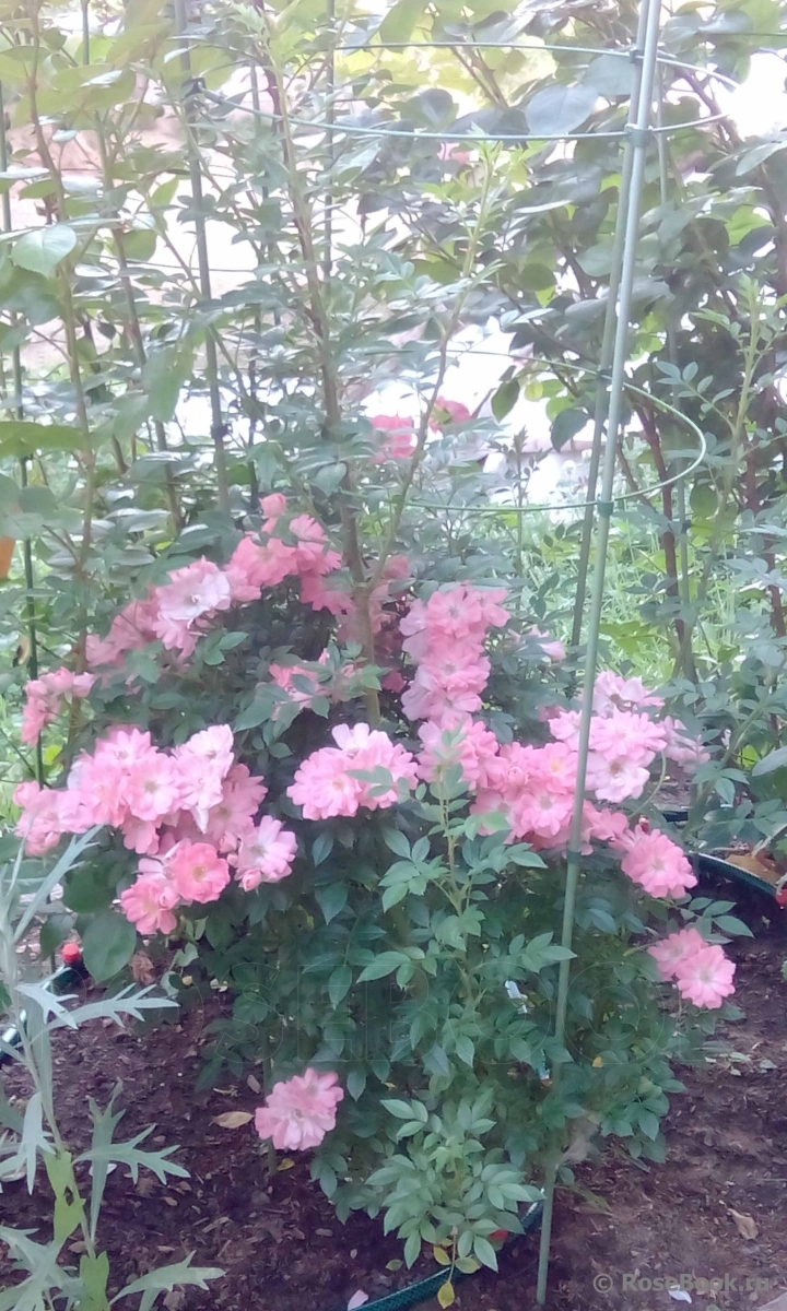 ОПРЕДЕЛИТЕЛЬ