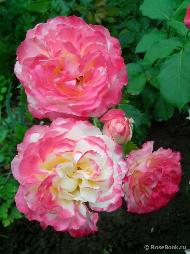 Double Delight 