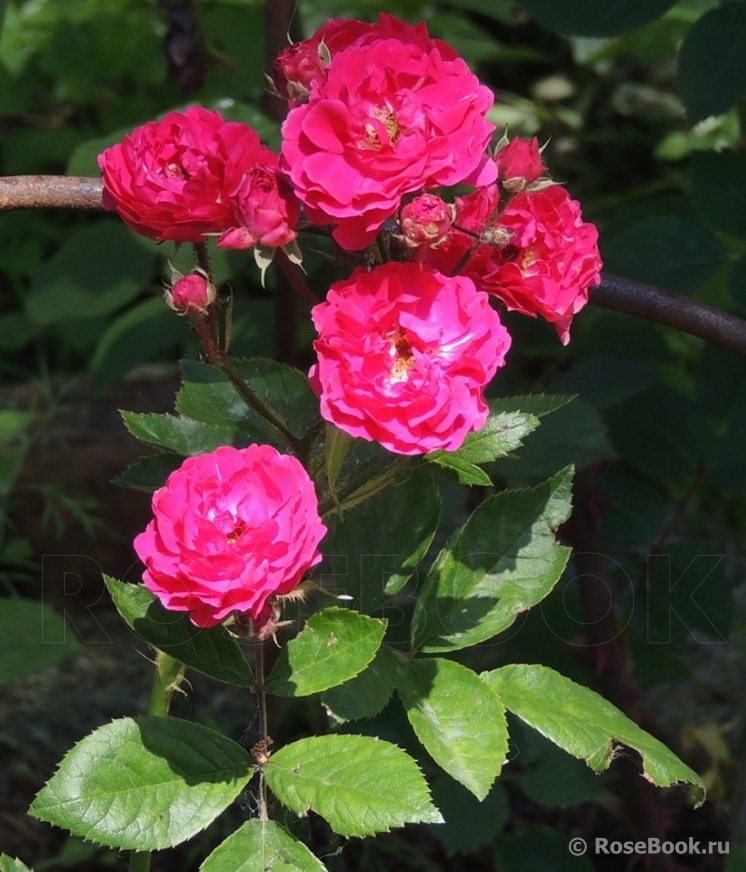 Triomphe Angevin