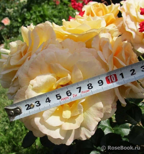 Debbie Phillips Rose