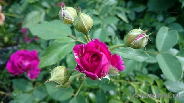 Rosengarten Zweibrücken ®